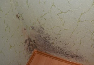 Плесень на стенах и обоях: избавление в 2 шага.